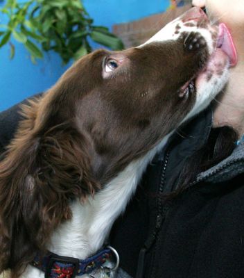 Doggie kisses!
Keywords: Rio Springer Spaniel liver tan white kisses