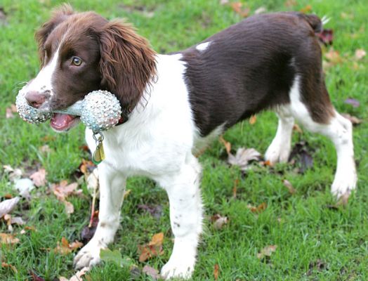 Rio and barbell
Ключевые слова: Rio liver tan white Springer Spaniel barbell