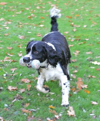 Jake and barbell
Ключові слова: Jake black white Springer Spaniel barbell