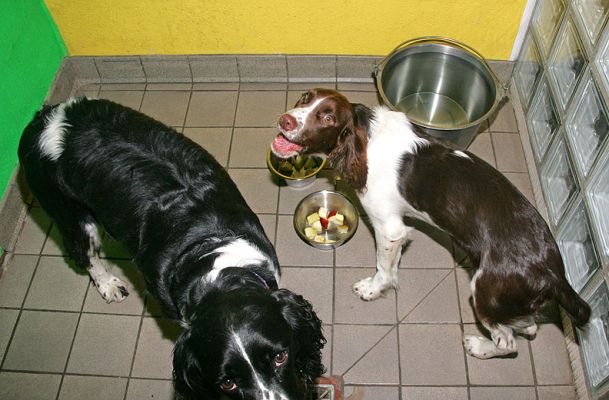 Jake & Rio enjoying their dessert
Anahtar kelimeler: Jake Rio liver tan white black Springer Spaniel apple dessert