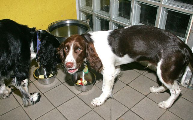 Jake & Rio at dessert time
Jake and Rio just love apple and each time Rio (the puppy) took a piece he would look up at me as he chewed as if to say "thank you"!
Anahtar kelimeler: Jake Rio apple dessert Springer Spaniel black white liver tan