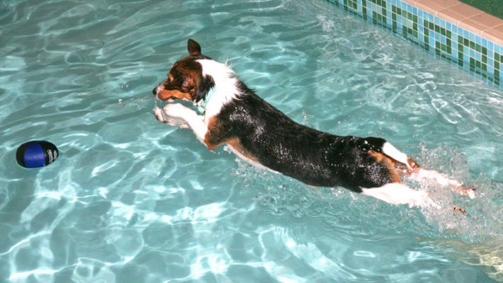 Jake Diving After the Ball
Keywords: Jake Jack Russell dive canine hydrotherapy swimming dog Ritz Canine