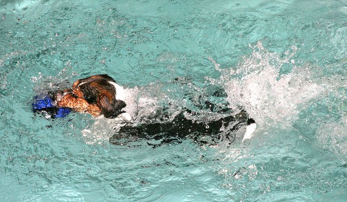 Jake Doing A Belly Flop
Jake would jump from the pool ramp to pounce on the floating ball.
Ключови думи: Jake Jack Russell dog fetch floating ball canine hydrotherapy swimming dog Ritz Canine
