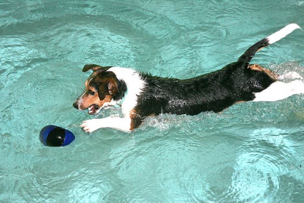 Jake Fetching the Floating Ball
Ключові слова: Jake Jack Russell dog canine hydrotherapy swimming dog fetch floating