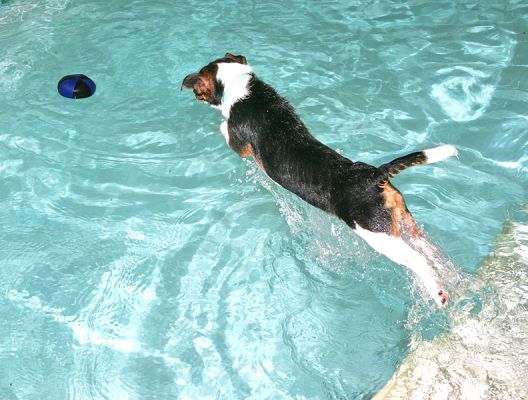 Jake Diving In
To fetch the floating ball.
Ключові слова: Jake Jack Russell canine hydrotherapy diving dog swimming Ritz Canine