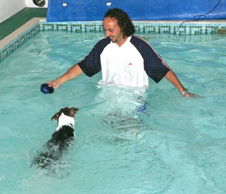 Chad and Jake Playing Catch
Keywords: Chad Jake catch Jack Russell canine hydrotheraphy swimming dog Ritz Canine