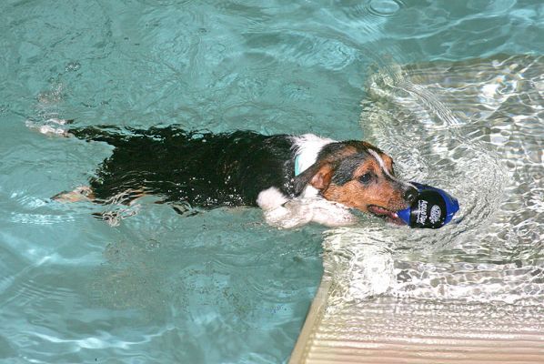 Jake Climbing Back on the Ramp
Jake fetched the ball, and is climbing back on the ramp -- to do it all over again.
Ключові слова: Jake Jack Russell dog canine hydrotheraphy PetRamp Ritz Canine dog swimming