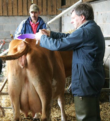 Richard Chamings and Carole
Carole, our Guernsey house cow, has a bit of mastitis.  Enter Richard Chamings, our vet from [url=http://www.whitehousevets.com]White House Vets[/url] with a huge injection of antibiotics.
Keywords: Carole house cow Guernsey cow mastitis injection antibiotics Richard Chamings White House veterinarian
