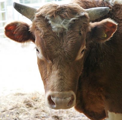 Merlin the Guernsey Bull
It's a bit silly, but we have one Guernsey house cow (Carole) and one Guernsey bull (Merlin).  They are very lovey-dovey, and spend a tremendous amount of each day grooming each other.  In this photo Merlin looks a bit like a Roman devil-god.  I think it's his short, stubby horns.
Mots-clés: Merlin Guernsey bull devil god Lucies Farm horns