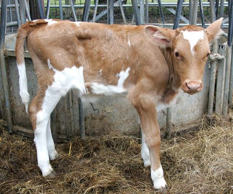 Our New Guernsey Calf
Looking a bit skinny, but Guernsey cattle always look a bit skinny to me.  But also looking cute.  Unfortunately (for him) he's a male.
Λέξεις-κλειδιά: Guernsey calf skinny