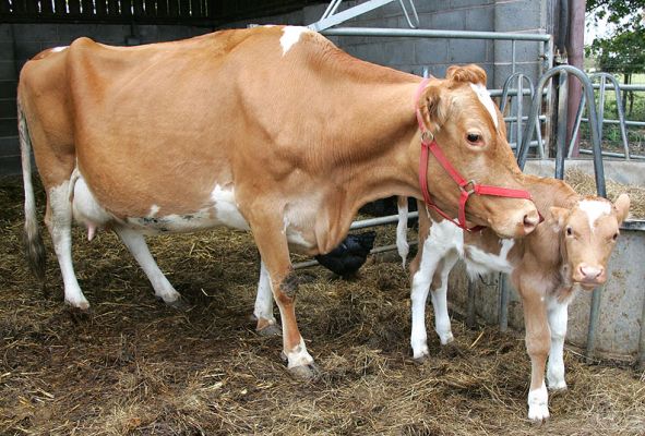 Carole and Her Calf
Carole is our Guernsey house cow.  When she's in full action, she produces all of the delicious Guernsey milk that we can possibly drink --- and she's milked by hand.  She's just had a new calf, a bull calf.  I was taking his photograph, and Carole stepped in to protect him.
Trefwoorden: Guernsey cow calf milk protect Lucies Farm
