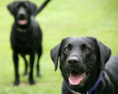 Throw the Ball -- We're Ready!
الكلمات الإستدلالية(لتسهيل البحث): Harvey Buddy black Labrador dog boarding dog kennel Lucies Farm