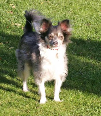 Rose
Rose is a Long Haired Chihuahua.
Anahtar kelimeler: Rose Long Haired Chihuahua dog kennel dog boarding dog hotel
