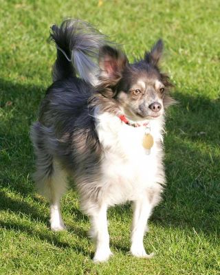 Rose
Schlüsselwörter: Long Haired Chihuahua Rose dog hotel Lucies Farm dog kennel dog boarding