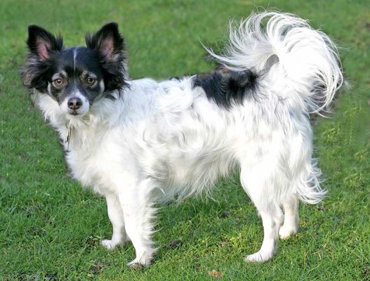 Matt
Palabras clave: Matt Long Haired Chihuahua dog kennel dog boarding dog hotel