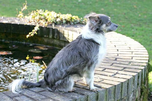 Rose
Sitting on the edge of the fountain in the front garden at Whitecroft.
Mots-clés: Rose Long Haired Chihuahua fountain garden dog hotel dog kennel dog boarding