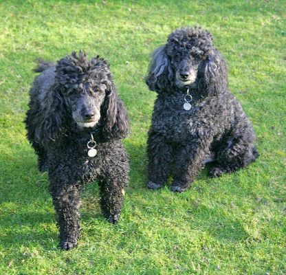 Bali & India - the old cookie bribe works every time!
Ключевые слова: Bali India Miniature poodle cookie