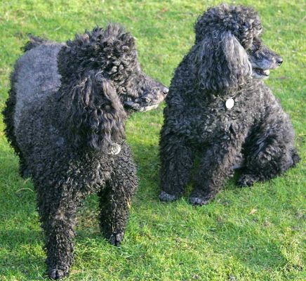 Bali & India - what's going on over there? Enjoying some winter sunshine
Trefwoorden: Bali India Miniature poodle winter sunshine