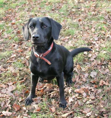 Elsa waiting for the ball
Palabras clave: Elsa Springer Black Labrador ball