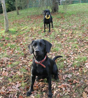 Elsa & Freya
Elsa is the best ball player.  She brings the ball back and throws it at you to have it thrown again.  Freya just keeps the ball and runs and runs!
Keywords: Elsa Freya Springer Black Labrador ball run