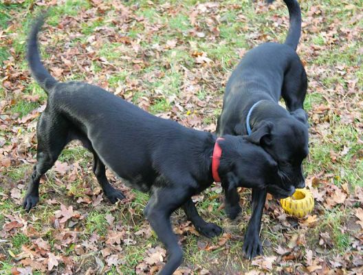 Elsa & Freya tussling  over the tyre
Palabras clave: Elsa Freya tyre Springer Black Labrador