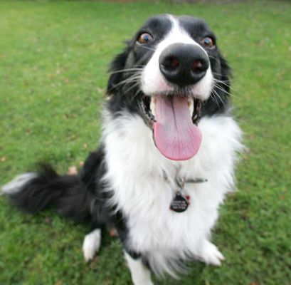 Scooby
Scooby is a Border Collie.
Anahtar kelimeler: Scoobie border collie dog eyes tongue Scooby dog boarding dog kennel Lucies Farm
