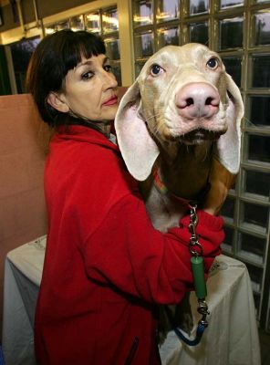 Marjorie Giving Moon A Massage
Ključne besede: Moon Weimaraner dog massage Ritz Canine Marjorie Lucies Farm soothing ears