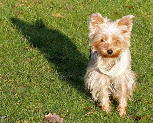 Layla Looking Pretty
Klíčová slova: Layla Yorkshire terrier pretty Lucies Farm dog hotel dog resort dog kennel dog boarding