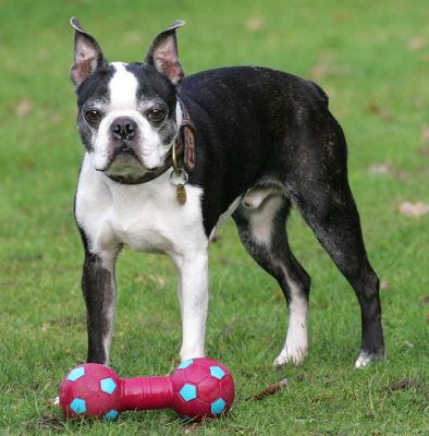 Mugsy guarding his favourite barbell
Mots-clés: Mugsy Boston Terrier barbell