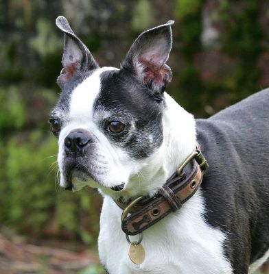 Mugsy looking handsome
Anahtar kelimeler: Mugsy Boston Terrier handsome