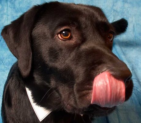 Rupert Having A Lick
Dog tongues are great --- they always look like rose or orchid petals to me.
Schlüsselwörter: Rupert tongue dog Labrador Lucies Farm dog kennel dog boarding dog resort