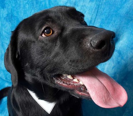 Rupert
Ključne besede: Rupert Black Labrador dog kennel dog boarding Lucies Farm