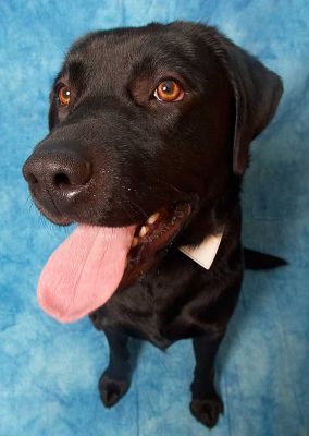 Rupert
Rupert dressed in white collar.
Słowa kluczowe: Rupert Labrador dog Lucies Farm dog kennel dog boarding