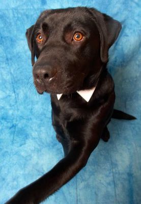 Rupert
Just as I went to take this photo, Rupert raised his left paw.  Then, a second later, he jumped!
Palabras clave: Rupert paw Labrador dog Lucies Farm dog hotel dog kennel dog boarding