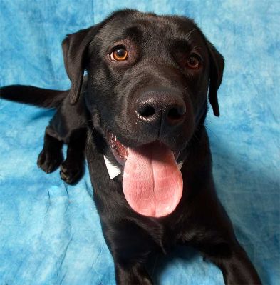 Rupert
Anahtar kelimeler: Rupert black Labrador dog hotel dog kennel dog boarding Lucies Farm