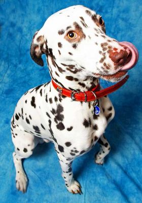 Juno Having A Lick
Mots-clés: Juno Dalmatian spots spotted dog Lucies Farm dog kennel dog boarding dog resort tongue