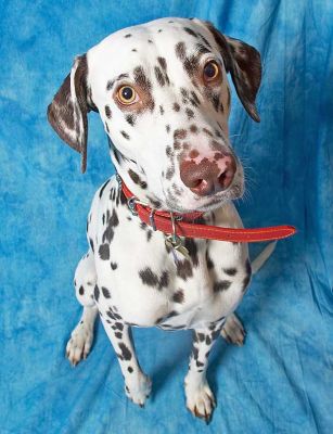 Juno
Looking pensive.
Palabras clave: Juno Dalmatian spots spotted dog Lucies Farm dog kennel dog boarding dog resort pensive red collar