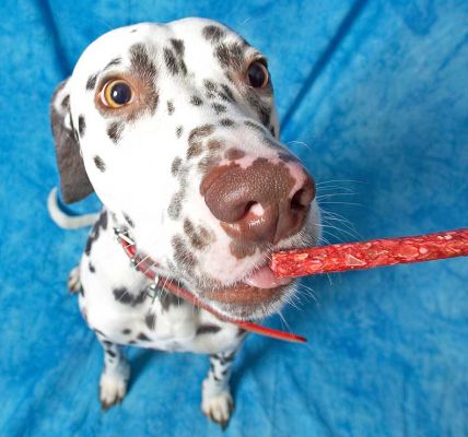 Juno
Eating a bit of red rawhide stick --- whoops, this was supposed to be just outside of the view of the camera.
Keywords: Juno Dalmatian spots spotted dog Lucies Farm dog kennel dog boarding dog resort rawhide