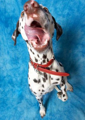 Juno
Juno doing tongue gymnastics.
الكلمات الإستدلالية(لتسهيل البحث): Juno Dalmatian spots spotted dog Lucies Farm dog kennel dog boarding dog resort