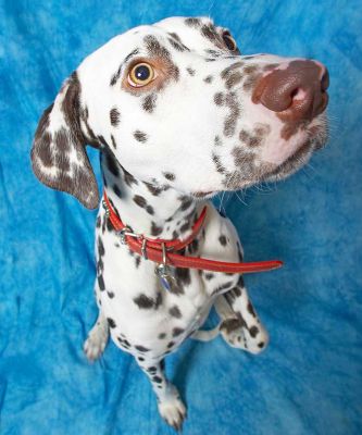 Juno
Ключевые слова: Juno Dalmatian spots spotted dog Lucies Farm dog kennel dog boarding dog resort
