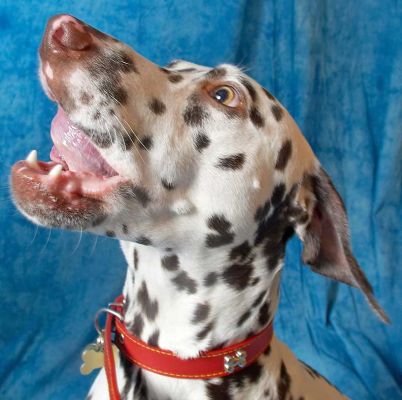 Juno
More tongue gymnastics.  It's amazing what a dog can do with his or her tongue!
Avainsanat: Juno Dalmatian spots spotted dog Lucies Farm dog kennel dog boarding dog resort tongue