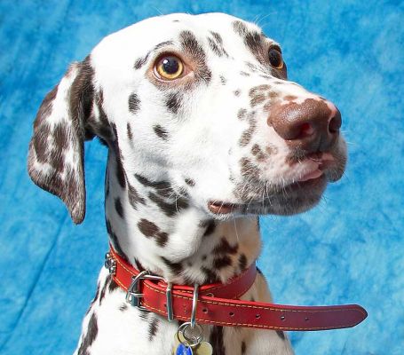 Juno
Looking at the cookie, just above the camera.
Λέξεις-κλειδιά: Juno Dalmatian spots spotted dog Lucies Farm dog kennel dog boarding dog resort