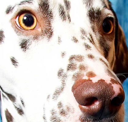 Juno
A close-up of Juno, a Dalmatian.
Trefwoorden: Juno Dalmatian spots spotted dog Lucies Farm dog kennel dog boarding dog resort