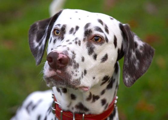 Juno
Keywords: Juno Dalmatian catch fetch dog kennel dog boarding dog resort Lucies Farm