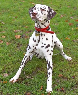Juno
Waiting for the ball.  He looks a bit like a tripod!
Keywords: Juno Dalmatian catch fetch dog kennel dog boarding dog resort Lucies Farm tripod ball