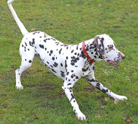 Juno
Palabras clave: Juno Dalmatian catch fetch dog kennel dog boarding dog resort Lucies Farm