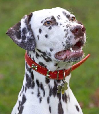 Juno S-t-r-e-t-c-h-i-n-g His Neck
Waiting for Marjorie to throw the ball.
Anahtar kelimeler: Juno Dalmatian catch fetch dog kennel dog boarding dog resort Lucies Farm neck stretch red collar