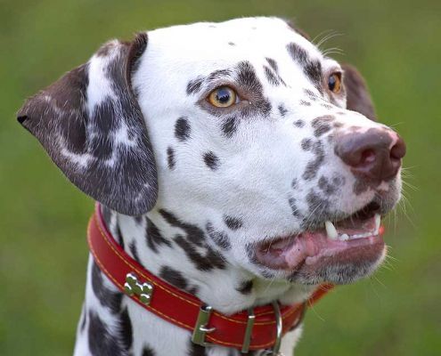 Juno
Waiting for the ball to be thrown --- he loves to play catch.
Ključne besede: Juno Dalmatian catch fetch dog kennel dog boarding dog resort Lucies Farm