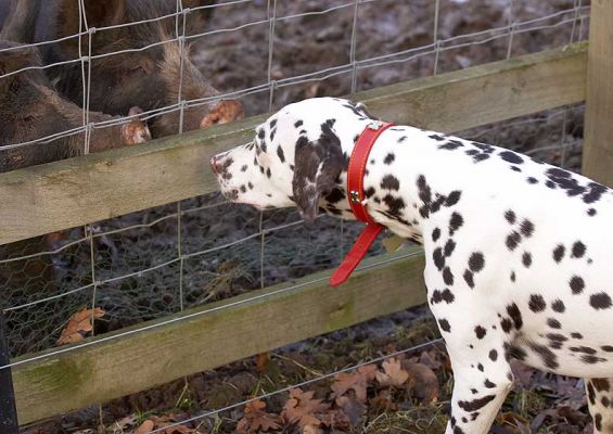 Juno Meets the Berkshire Pigs
Our pigs love to meet the doggie guests, and the dogs are always a bit fascinated by the pigs.  (Of course, a good fence in the middle is probably not a bad idea.)
Schlüsselwörter: Juno Dalmatian catch fetch dog kennel dog boarding dog resort Lucies Farm Berkshire pig Kurobuta pig