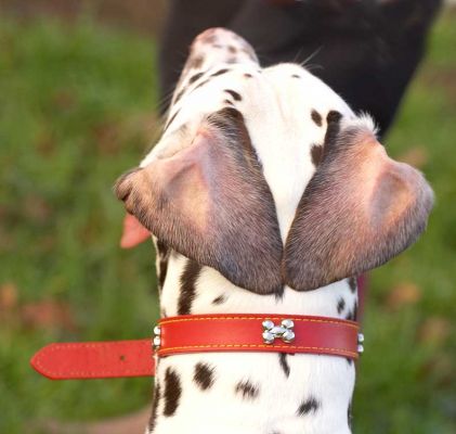 Juno's Ears
When Juno was looking up at Marjorie --- just before she threw his ball --- both of his ears flopped back.
Anahtar kelimeler: Juno Dalmatian catch fetch dog kennel dog boarding dog resort Lucies Farm ears red collar